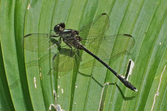 Progomphus