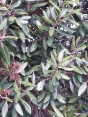 Metrosideros excelsa