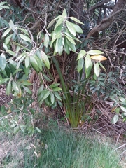 Metrosideros excelsa