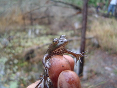 Lithobates grylio