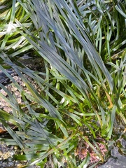 Phyllospadix scouleri