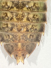 Hylogomphus adelphus