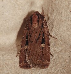 Abagrotis glenni