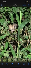 Didelphinae