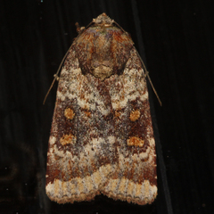 Abagrotis pulchrata