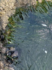 Phyllospadix scouleri