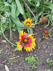 Gaillardia aristata