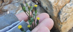 Senecio mohavensis