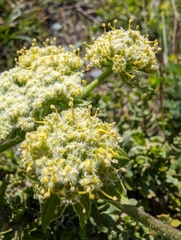 Lomatium dasycarpum