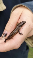 Oligosoma aeneum