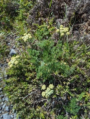 Lomatium dasycarpum