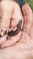 Oligosoma aeneum