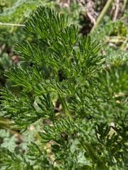 Lomatium dasycarpum