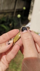 Oligosoma aeneum