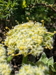 Lomatium dasycarpum