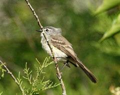 Serpophaga subcristata