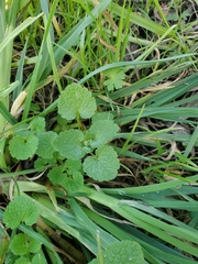 Lamium