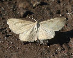 Scopula inductata