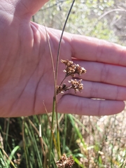 Juncus patens