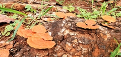 Trametes sanguinea