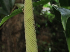 Neriidae