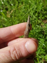 Polypogon monspeliensis