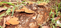 Trametes sanguinea