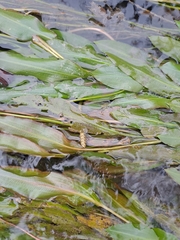 Potamogeton wrightii