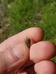 Polypogon monspeliensis