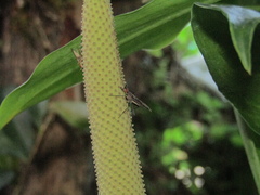 Neriidae