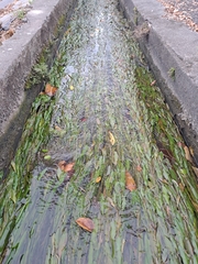 Potamogeton wrightii