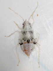 Deraeocoris