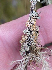Hypogymnia hultenii