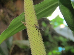 Neriidae
