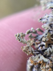 Hypogymnia hultenii