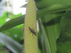 Neriidae