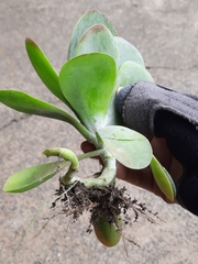 Kalanchoe luciae