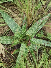Aloe greatheadii davyana