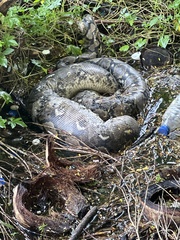 Malayopython reticulatus