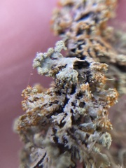 Hypogymnia hultenii