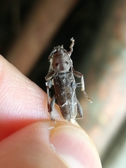 Xylotrechus stebbingi