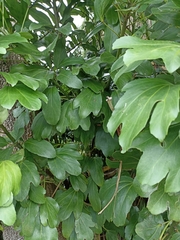 Pseudopanax crassifolius × lessonii