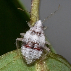 Deraeocoris
