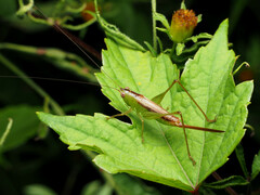 Conocephalus brevipennis