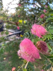 Calliandra surinamensis