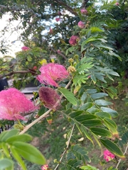 Calliandra surinamensis