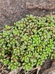 Anacampseros subnuda