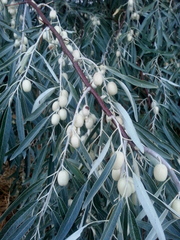 Elaeagnus angustifolia