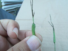 Digitaria ternata