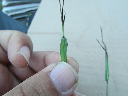 Image of Digitaria ternata by (c) Carlos Martorell, some rights reserved (CC BY)
